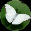butterfly00233