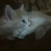 jana.flah1