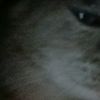 damdanish010