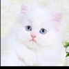 ericka.5096