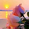 🌹شهيدة💞🌹