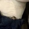 the_sas_lol