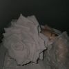 rawda0908