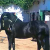 ech.cherki.samiri