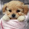 layla.mourad48