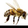 bees1should1not1be1hated