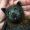 batzluver