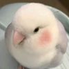 zowi__5