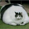 luckycat_6885