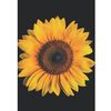 Girasol🌻 Au