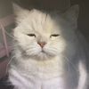 GigglePaws