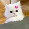 anfal_519