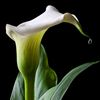 petals_and_thorns8220