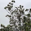 ha_mc_chuyen_dao_banh_xe