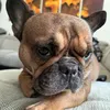 franchibulldoggelina