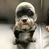 vtrangcutexinhgai