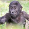 Gorilla Naturals