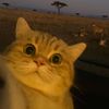 Funny Cats