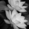 lotus_012_