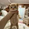chow_.5