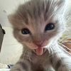 puteri_661