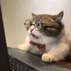 caimeowgivay101
