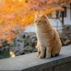 funy.cat369