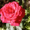 amzainab89128