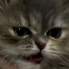 muezza_thesassymeowdel