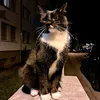 janis.s01
