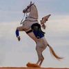 majed2263