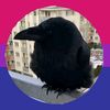 m4.crow