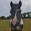 poppysocks_the_pony