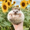 Animalstories