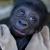 gorilla_troop
