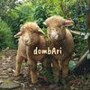 dombAri