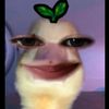 ainek255