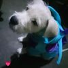 kyttx_0