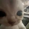 luc.buonluc.chill