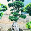 mastar_nursery786