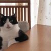 sully_the_bully1