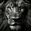 laiqat.khan28