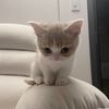 bloodcat9
