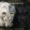 kyaw.htet6034