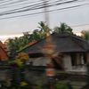 melati_putih702