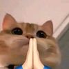 meowwwixp6
