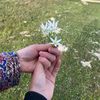 gul823848