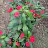 fleurs.de.lune973