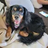 sophie.2007.255262627