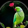 azeemsaleem886